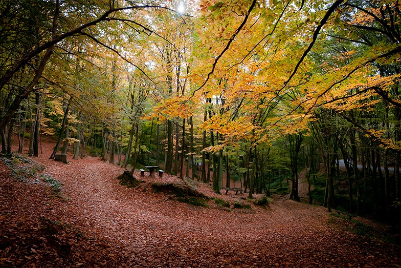 Sonbaharın renkleri sizi çağırıyor: İstanbul’un ormanları